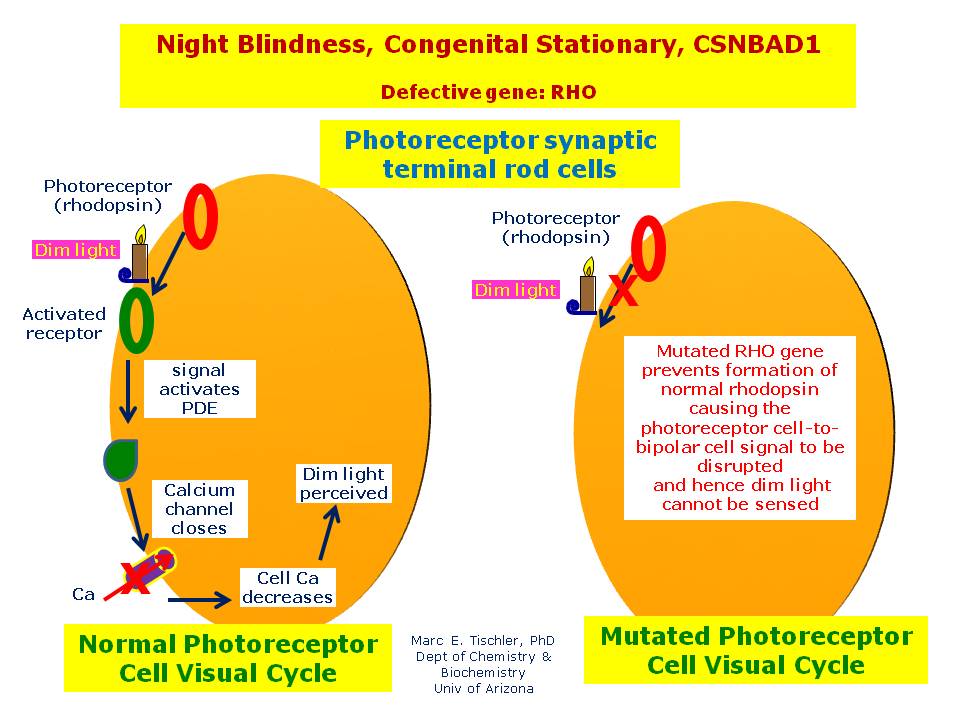 night-blindness-congenital-stationary-csnbad1-hereditary-ocular